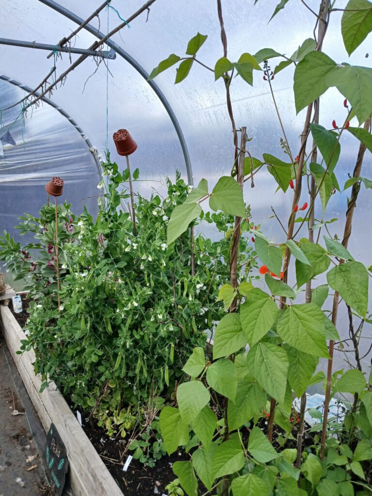 Inside of a polytunnel with vegetables growing